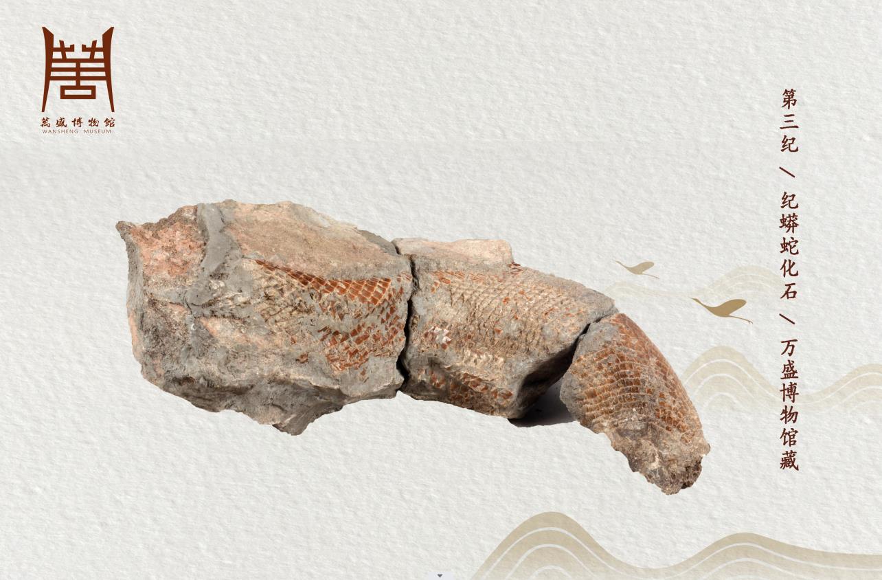 第三纪蟒蛇化石.jpg